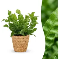 Green Boutiq - Asplenium Crispy Wave - Asplenium Crispy Wave - 1 Plant - met Mand - Pot 12cm - Hoogte - 30cm