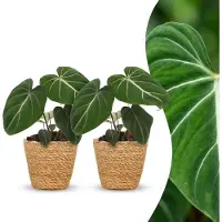 Green Boutiq - Philodendron Gloriosum - Glorie Philodendron - 2 Planten - met Mand - Pot 12cm - Hoogte - 25cm