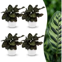 Green Boutiq - Calathea Makoyana - Pauwenplant - 4 Planten - met Potter Wit - Pot 12cm - Hoogte - 25cm