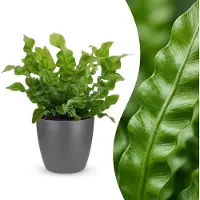 Green Boutiq - Asplenium Crispy Wave - Asplenium Crispy Wave - 1 Plant - met Potter Grijs - Pot 12cm - Hoogte - 30cm