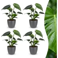 Green Boutiq - Monstera Deliciosa - Gatenplant - 4 Planten - met Potter Grijs - Pot 12cm - Hoogte - 30cm