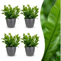 Green Boutiq - Asplenium Crispy Wave - Asplenium Crispy Wave - 4 Planten - met Potter Grijs - Pot 12cm - Hoogte - 30cm