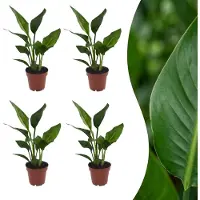 Green Boutiq - Strelitzia Reginea - Paradijsvogelbloem - 4 Planten - Pot 12cm - Hoogte - 35cm