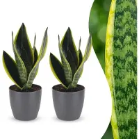 Green Boutiq - Sansevieria Future Superb - Vrouwentong - 2 Planten - met Potter Grijs - Pot 12cm - Hoogte - 35cm