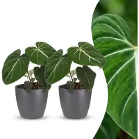 Green Boutiq - Philodendron Gloriosum - Glorie Philodendron - 2 Planten - met Potter Grijs - Pot 12cm - Hoogte - 25cm