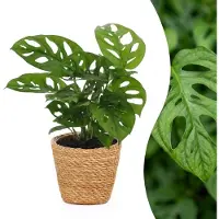 Green Boutiq - Monstera Adansonii - Rhaphidophora Tetrasperma - 1 Plant - met Mand - Pot 12cm - Hoogte - 25cm
