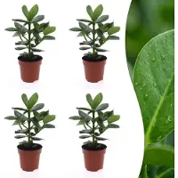 Green Boutiq - Clusia Princess - Clusia - 4 Planten - Pot 12cm - Hoogte - 40cm