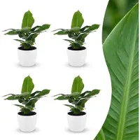 Green Boutiq - Musa Oriental Dwarf - Dwergbanaan - 4 Planten - met Potter Wit - Pot 12cm - Hoogte - 30cm