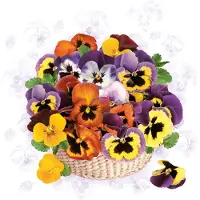 Daisy 40 Servetten - Mandje met viooltjes - Colourful Pansies - Kleurrijk - Op een witte achtergrond - Paars - Geel - Oranje - 33 x 33 cm - 3-Laags -