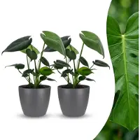 Green Boutiq - Monstera Deliciosa - Gatenplant - 2 Planten - met Potter Grijs - Pot 12cm - Hoogte 30cm