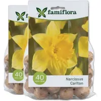 Famiflora Narcissus Carlton 2 x 40 - 80 bloembollen - Heldere bloemen brengen vreugde en optimisme in je tuin - Verhoogt aantrekkingskracht voor bijen en andere bestuivers
