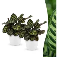 Green Boutiq - Calathea Makoyana - Pauwenplant - 2 Planten - met Potter Wit - Pot 12cm - Hoogte - 25cm