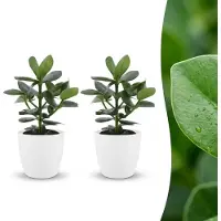 Green Boutiq - Clusia Princess - Clusia - 2 Planten - met Potter Wit - Pot 12cm - Hoogte - 40cm