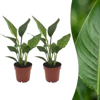 Green Boutiq - Strelitzia Reginea - Paradijsvogelbloem - 2 Planten - Pot 12cm - Hoogte - 35cm
