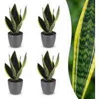 Green Boutiq - Sansevieria Future Superb - Vrouwentong - 4 Planten - met Potter Grijs - Pot 12cm - Hoogte - 35cm