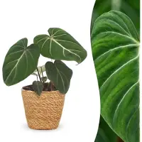 Green Boutiq - Philodendron Gloriosum - Glorie Philodendron - 1 Plant - met Mand - Pot 12cm - Hoogte - 25cm