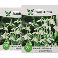Famiflora Galanthus Woronowii 2 x 25 - 50 bloembollen - Brengt hoop en vernieuwing in je tuin voor een vrolijk begin van het seizoen - Sneeuwklokjes doorbreken zelfs sneeuw voor een vroege lentepracht