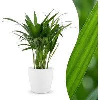 Green Boutiq - Areca Lutescens - Goudpalm - 1 Plant - met Potter Wit - Pot 12cm - Hoogte - 45cm