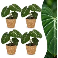 Green Boutiq - Philodendron Gloriosum - Glorie Philodendron - 4 Planten - met Mand - Pot 12cm - Hoogte - 25cm
