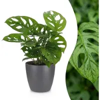 Green Boutiq - Monstera Adansonii - Rhaphidophora Tetrasperma - 1 Plant - met Potter Grijs - Pot 12cm - Hoogte - 25cm