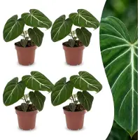 Green Boutiq - Philodendron Gloriosum - Glorie Philodendron - 4 Planten - Pot 12cm - Hoogte - 25cm
