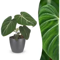 Green Boutiq - Philodendron Gloriosum - Glorie Philodendron - 1 Plant - met Potter Grijs - Pot 12cm - Hoogte - 25cm