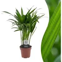 Green Boutiq - Areca Lutescens - Goudpalm - 1 Plant - Pot 12cm - Hoogte - 45cm