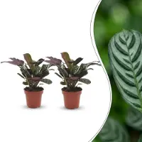 Green Boutiq - Ctenanthe Burle Marxii - Visgraatplant - 2 Planten - Pot 12cm - Hoogte - 30cm
