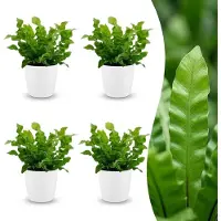 Green Boutiq - Asplenium Crispy Wave - Asplenium Crispy Wave - 4 Planten - met Potter Wit - Pot 12cm - Hoogte - 30cm