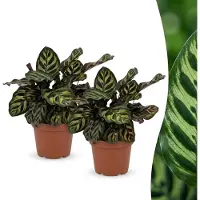 Green Boutiq - Calathea Makoyana - Pauwenplant - 2 Planten - Pot 12cm - Hoogte 25cm