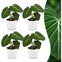 Green Boutiq - Philodendron Gloriosum - Glorie Philodendron - 4 Planten - met Potter Wit - Pot 12cm - Hoogte - 25cm
