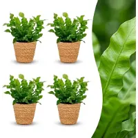 Green Boutiq - Asplenium Crispy Wave - Asplenium Crispy Wave - 4 Planten - met Mand - Pot 12cm - Hoogte - 30cm