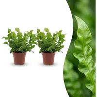 Green Boutiq - Asplenium Crispy Wave - Asplenium Crispy Wave - 2 Planten - Pot 12cm - Hoogte - 30cm