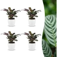 Green Boutiq - Ctenanthe Burle Marxii - Visgraatplant - 4 Planten - met Potter Wit - Pot 12cm - Hoogte - 30cm
