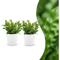 Green Boutiq - Asplenium Crispy Wave - Asplenium Crispy Wave - 2 Planten - met Potter Wit - Pot 12cm - Hoogte - 30cm
