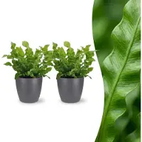 Green Boutiq - Asplenium Crispy Wave - Asplenium Crispy Wave - 2 Planten - met Potter Grijs - Pot 12cm - Hoogte - 30cm