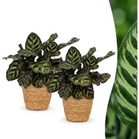 Green Boutiq - Calathea Makoyana - Pauwenplant - 2 Planten - met Mand - Pot 12cm - Hoogte - 25cm