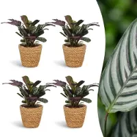 Green Boutiq - Ctenanthe Burle Marxii - Visgraatplant - 4 Planten - met Mand - Pot 12cm - Hoogte 30cm