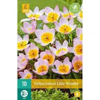 JUB X 10 Tulipa bakeri Lilac Wonder