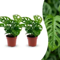 Green Boutiq - Monstera Adansonii - Rhaphidophora Tetrasperma - 2 Planten - Pot 12cm - Hoogte - 25cm