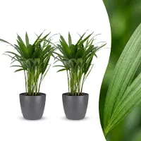 Green Boutiq - Areca Lutescens - Goudpalm - 2 Planten - met Potter Grijs - Pot 12cm - Hoogte - 45cm