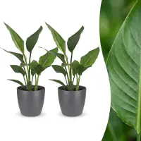 Green Boutiq - Strelitzia Reginea - Paradijsvogelbloem - 2 Planten - met Potter Grijs - Pot 12cm - Hoogte - 35cm