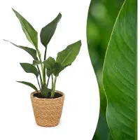 Green Boutiq - Strelitzia Reginea - Paradijsvogelbloem - 1 Plant - met Zeegras Mand - Pot 12cm - Hoogte 35cm