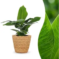 Green Boutiq - Musa Oriental Dwarf - Dwergbanaan - 1 Plant - met Mand - Pot 12cm - Hoogte 30cm