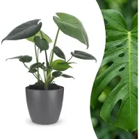 Green Boutiq - Monstera Deliciosa - Gatenplant - 1 Plant - met Potter Grijs - Pot 12cm - Hoogte - 30cm