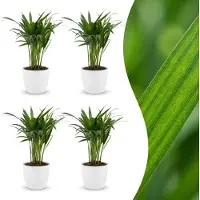 Green Boutiq - Areca Lutescens - Goudpalm - 4 Planten - met Potter Wit - Pot 12cm - Hoogte - 45cm