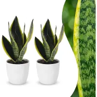 Green Boutiq - Sansevieria Future Superb - Vrouwentong - 2 Planten - met Potter Wit - Pot 12cm - Hoogte - 35cm