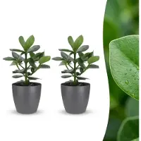 Green Boutiq - Clusia Princess - Clusia - 2 Planten - met Potter Grijs - Pot 12cm - Hoogte - 40cm