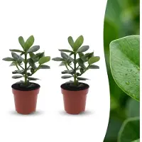 Green Boutiq - Clusia Princess - Clusia - 2 Planten - Pot 12cm - Hoogte - 40cm