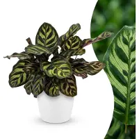 Green Boutiq - Calathea Makoyana - Pauwenplant - 1 Plant - met Potter Wit - Pot 12cm - Hoogte - 25cm
